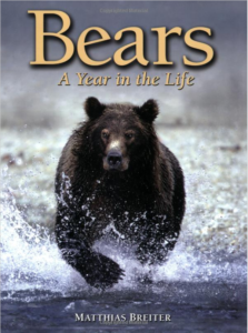 bears-a-year-in the life