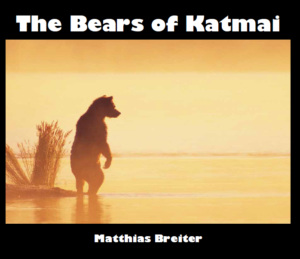 bears of katmai-main